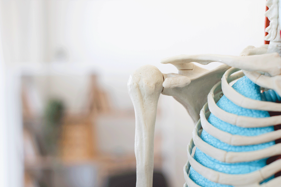 Représentation d'un squelette médical pour l'étude de l'ostéoporose chez Espace Seniors